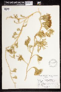 Diphasiastrum complanatum image