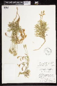 Diphasiastrum complanatum image