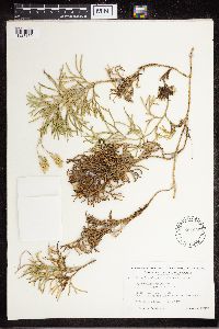 Diphasiastrum complanatum image