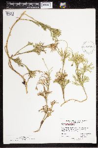 Diphasiastrum complanatum image