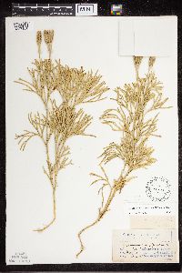 Diphasiastrum complanatum x digitatum image