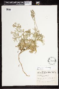 Diphasiastrum complanatum x digitatum image