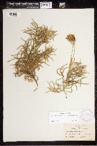 Diphasiastrum complanatum x digitatum image