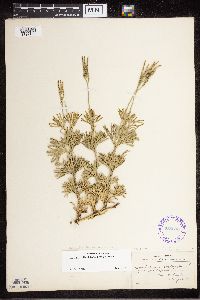 Diphasiastrum digitatum image