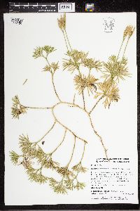 Diphasiastrum digitatum image