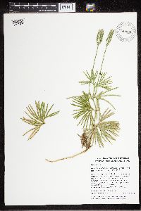 Diphasiastrum digitatum image