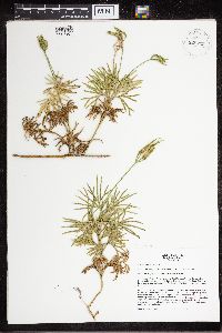 Diphasiastrum digitatum image