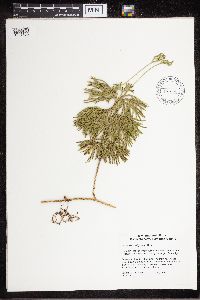 Diphasiastrum digitatum image