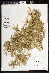 Diphasiastrum digitatum image