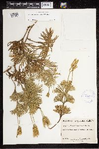 Diphasiastrum digitatum image