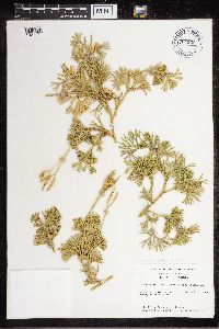 Diphasiastrum digitatum image