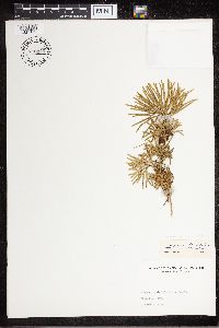 Diphasiastrum digitatum image