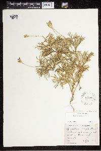 Diphasiastrum digitatum x tristachyum image