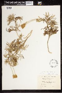 Diphasiastrum digitatum x tristachyum image