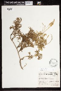Diphasiastrum digitatum x tristachyum image