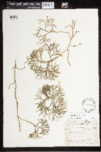 Diphasiastrum digitatum x tristachyum image