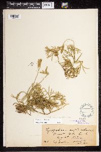 Diphasiastrum digitatum x tristachyum image
