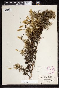 Diphasiastrum digitatum x tristachyum image