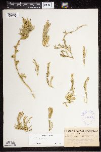 Media resource of Diphasiastrum sitchense