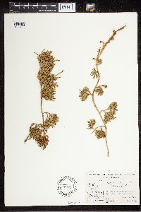 Diphasiastrum sitchense image