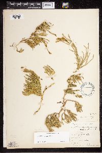 Diphasiastrum sitchense image