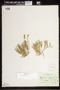 Diphasiastrum sitchense image