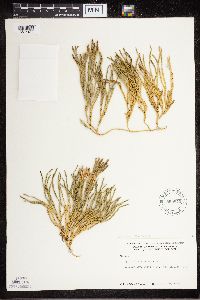 Diphasiastrum sitchense image