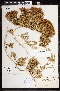 Diphasiastrum sitchense image