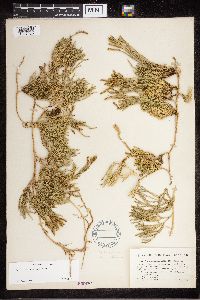 Diphasiastrum sitchense image