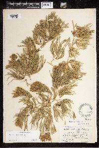 Diphasiastrum sitchense image