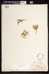 Diphasiastrum sitchense image