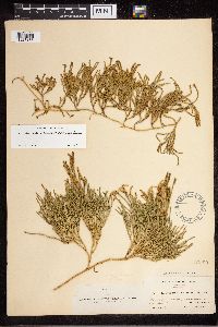 Diphasiastrum sitchense image