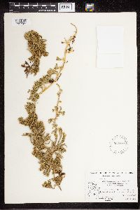 Diphasiastrum sitchense image