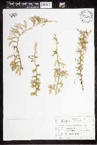 Diphasiastrum sitchense image