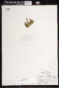 Diphasiastrum sitchense image