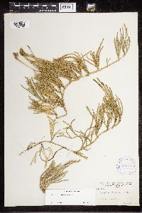 Diphasiastrum sitchense image