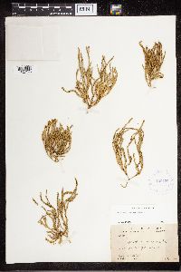 Diphasiastrum sitchense image