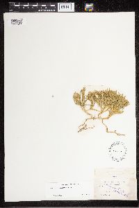 Diphasiastrum sitchense image