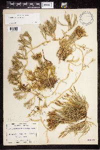 Diphasiastrum sitchense image