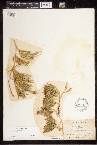 Diphasiastrum sitchense image