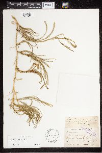 Diphasiastrum sitchense image