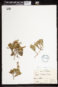 Diphasiastrum sitchense image