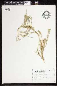Diphasiastrum sitchense image