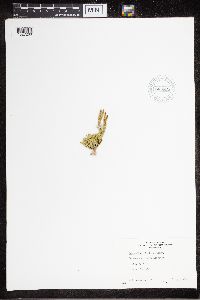 Diphasiastrum sitchense image