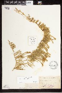 Diphasiastrum sitchense image