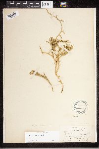 Diphasiastrum sitchense image