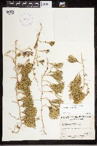 Diphasiastrum sitchense image