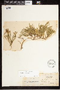 Diphasiastrum sitchense image