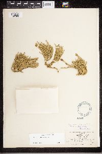 Diphasiastrum sitchense image