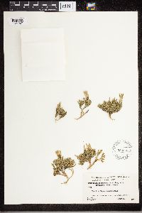 Diphasiastrum sitchense image